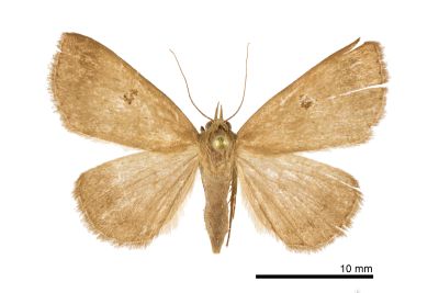 灰褐毛鬚裳蛾 Mosopia renipunctum 雌蟲
