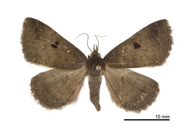 灰褐毛鬚裳蛾 Mosopia renipunctum 雌蟲