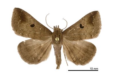 灰褐毛鬚裳蛾 Mosopia renipunctum 雄蟲