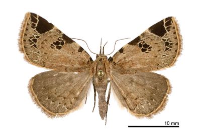 Mosopia satyrata 雌蟲