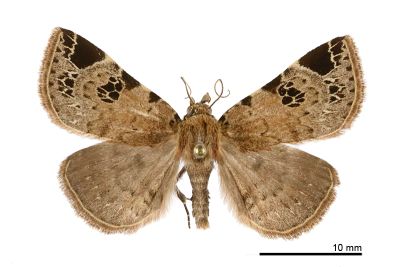 Mosopia satyrata 雄蟲