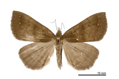 絲光毛鬚裳蛾 Mosopia subnubila 雌蟲