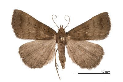 絲光毛鬚裳蛾 Mosopia subnubila 雄蟲