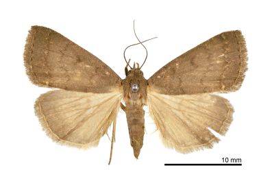 Nodaria levicula 雌蟲