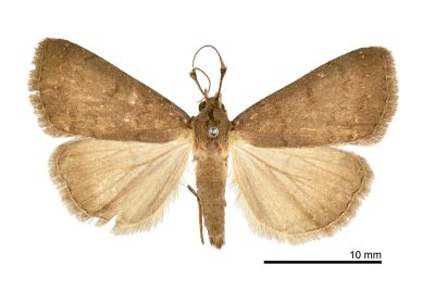 Nodaria levicula 雄蟲