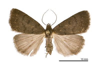 大黯竇鬚裳蛾 Nodaria tristis 雌蟲