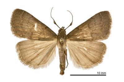 大黯竇鬚裳蛾 Nodaria tristis 雄蟲