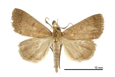 淡灰竇鬚裳蛾 Nodaria zemella 雄蟲