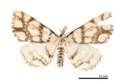 網紋奴裳蛾 Paracolax angulata 雌蟲