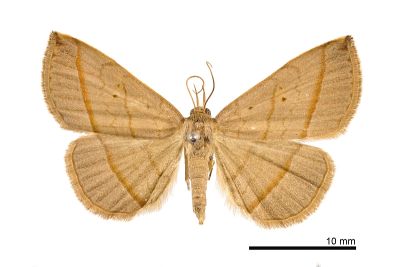 雙線奴裳蛾 Paracolax bilineata 雌蟲