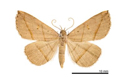 雙線奴裳蛾 Paracolax bilineata 雄蟲