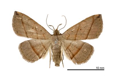 雙線奴裳蛾 Paracolax bilineata 雄蟲