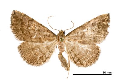 觀霧奴裳蛾 Paracolax guanwuensis 雄蟲