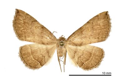 觀霧奴裳蛾 Paracolax guanwuensis 雄蟲