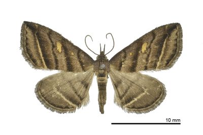 紫黑奴裳蛾 Paracolax pryeri 雌蟲