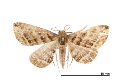 紫黑奴裳蛾 Paracolax pryeri 雄蟲