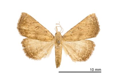 目三角鬚裳蛾 Progonia oileusalis 雌蟲