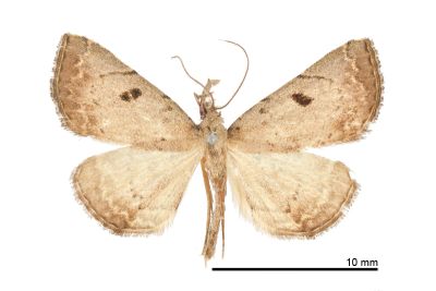 黑點三角鬚裳蛾 Progonia nigropunctum 雄蟲