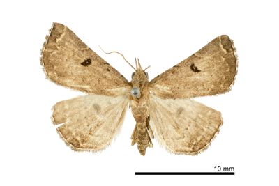 黑點三角鬚裳蛾 Progonia nigropunctum 雄蟲