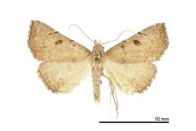 目三角鬚裳蛾 Progonia oileusalis 雄蟲