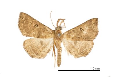 目三角鬚裳蛾 Progonia oileusalis 雄蟲