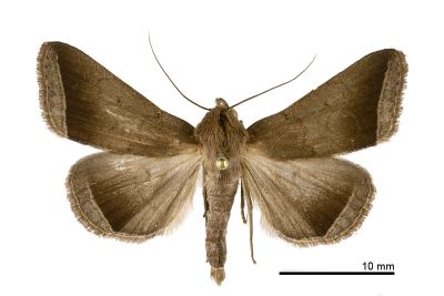 弧緣貧裳蛾 Simplicia bimarginata 雄蟲