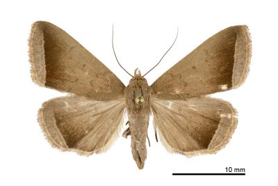 弧緣貧裳蛾 Simplicia bimarginata 雌蟲
