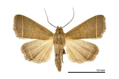小貧裳蛾 Simplicia cornicalis 雌蟲