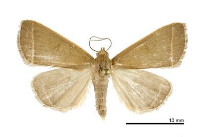 小貧裳蛾 Simplicia cornicalis 雌蟲