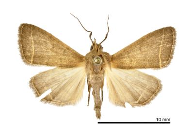 小貧裳蛾 Simplicia cornicalis 雄蟲