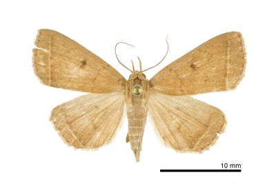齒紋圓黑點貧裳蛾 Simplicia discosticta 雌蟲