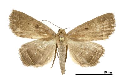 齒紋圓黑點貧裳蛾 Simplicia discosticta 雌蟲