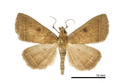 齒紋圓黑點貧裳蛾 Simplicia discosticta 雄蟲