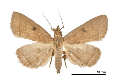 齒紋圓黑點貧裳蛾 Simplicia discosticta 雄蟲