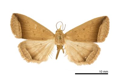 小黑帶貧裳蛾 Simplicia mistacalis 雌蟲