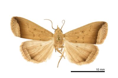 小黑帶貧裳蛾 Simplicia mistacalis 雄蟲