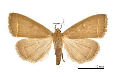 日本貧裳蛾 Simplicia niphona 雌蟲