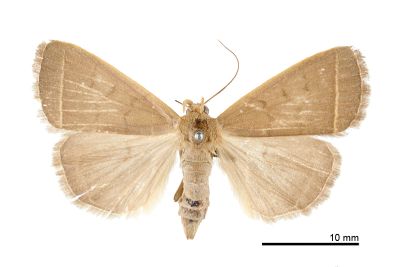 日本貧裳蛾 Simplicia niphona 雌蟲