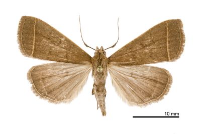 日本貧裳蛾 Simplicia niphona 雄蟲