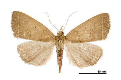 土貧裳蛾 Simplicia rhyal 雌蟲