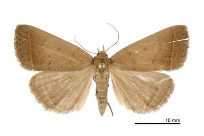 土貧裳蛾 Simplicia rhyal 雌蟲