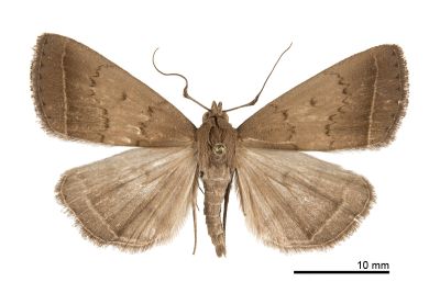 土貧裳蛾 Simplicia rhyal 雄蟲