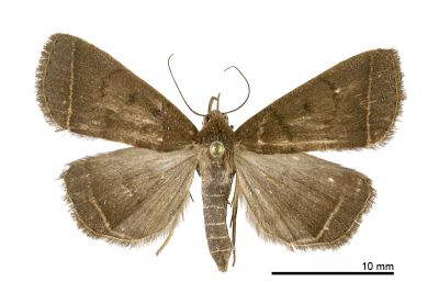 基空貧裳蛾 Simplicia simplicissima 雌蟲