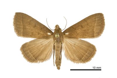 基空貧裳蛾 Simplicia simplicissima 雄蟲