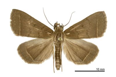 基空貧裳蛾 Simplicia simplicissima 雄蟲