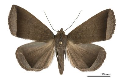 亞巨貧裳蛾 Simplicia subrevicosta 雌蟲