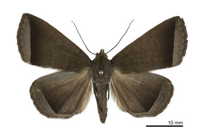 亞巨貧裳蛾 Simplicia subrevicosta 雌蟲