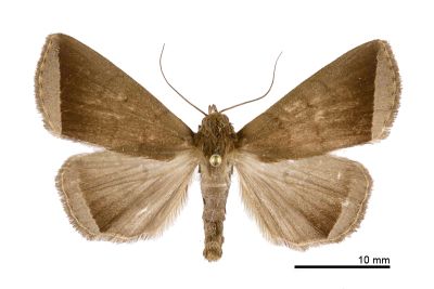 亞巨貧裳蛾 Simplicia subrevicosta 雄蟲