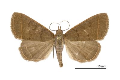 臺灣貧裳蛾 Simplicia taiwana 雌蟲