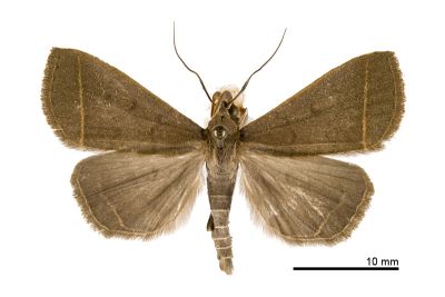臺灣貧裳蛾 Simplicia taiwana 雄蟲